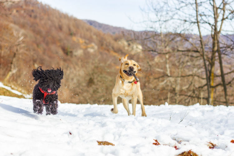 Dogs on snow covered land