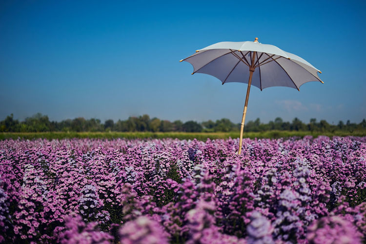 Scenic view of purple flower on field against clear sky