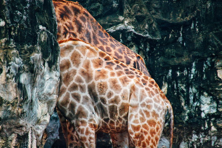 View of giraffe in zoo