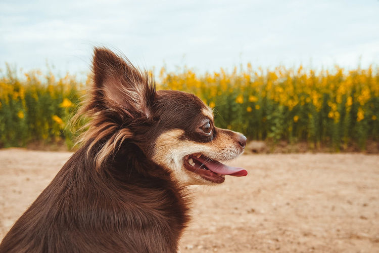 Close-up of a dog