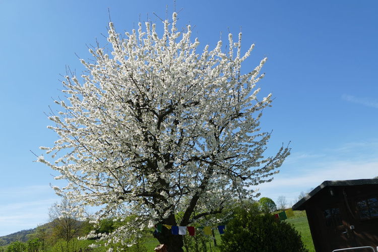 plant