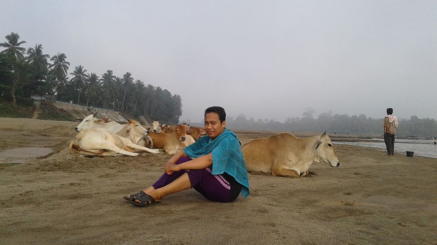 Portrait of smiling man sitting on sand against cows
