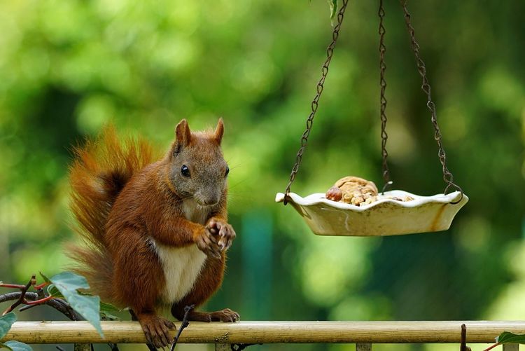 Close-up of squirrel holding nut while sitting on wooden railing