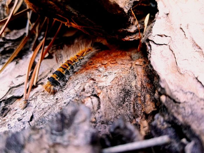 Close-up of  caterpillar on tree trunk
