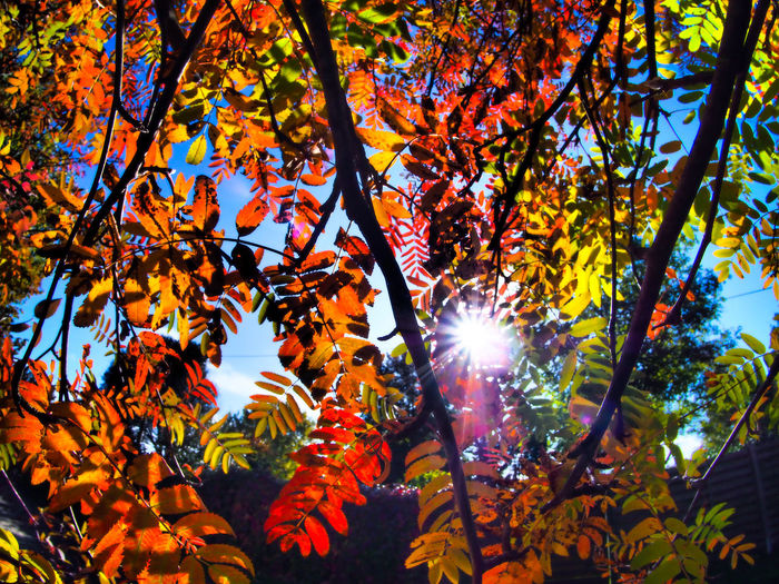 Low angle view of sunlight streaming through tree during autumn