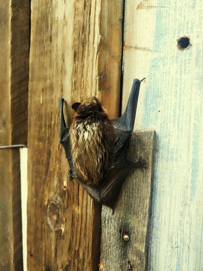 Close-up of bird perching on wooden door