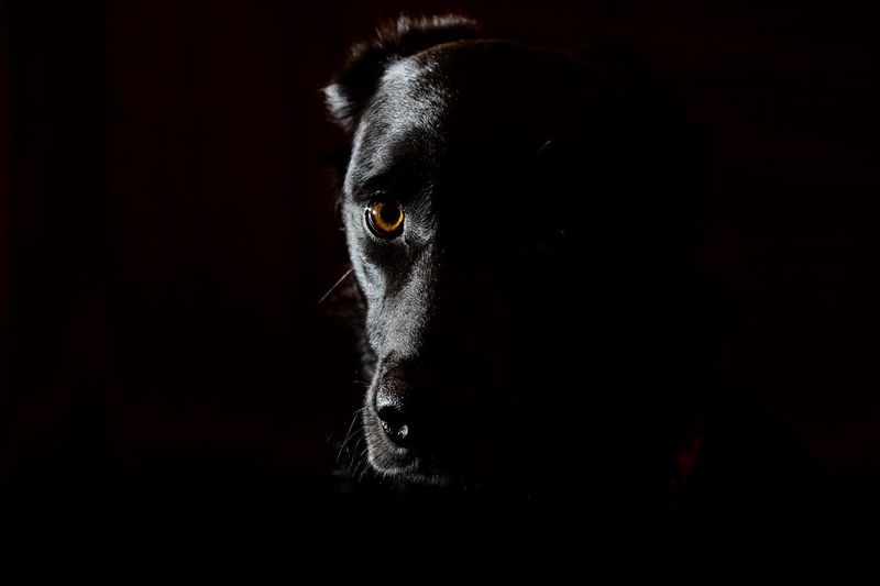 Close-up portrait of dog on black background