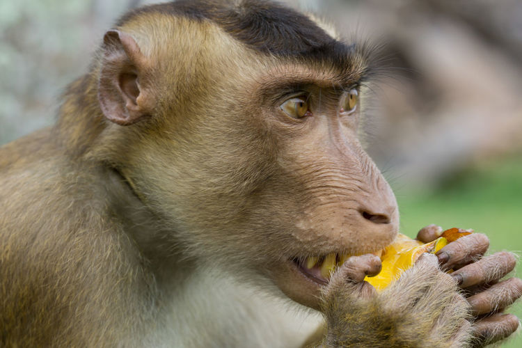 Domestic macaque monkey eating a star fruit in kota baharu, malaysia