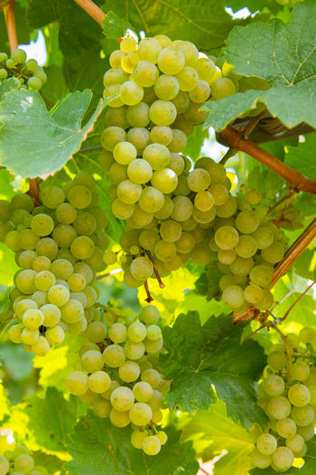 Close-up of grapes growing on plant