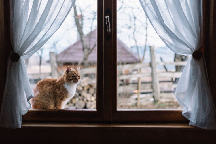 Orange cat sitting at the window, outside, at a mountain cabin.