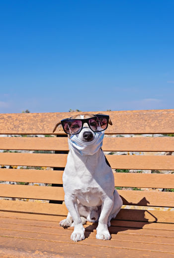 Portrait of a dog wearing sunglasses against clear blue sky