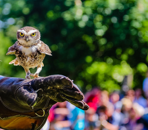 Cropped image of falconry with little owl