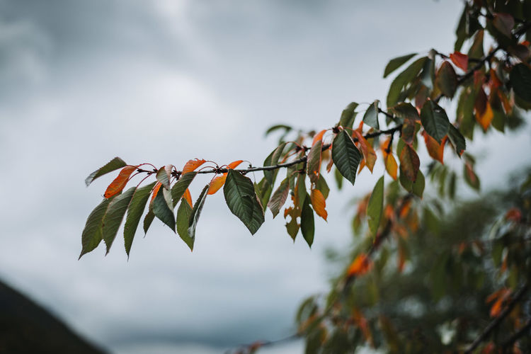 Low angle view of orange leaves on tree against sky