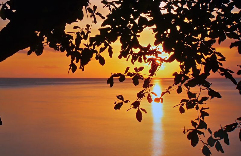 Silhouette tree by sea against orange sky