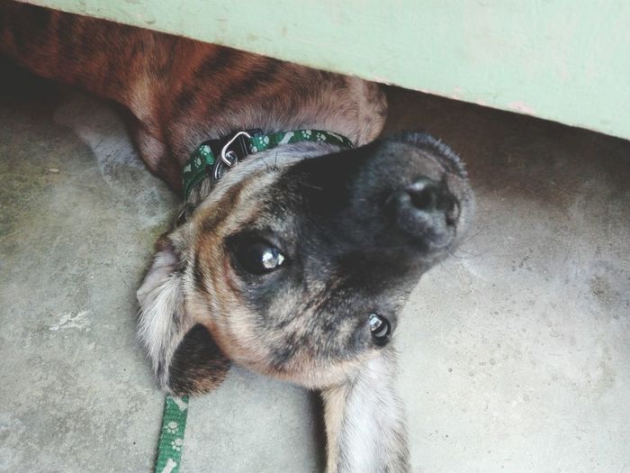 Portrait of a dog