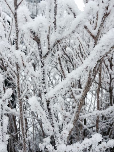 Close-up of snow covered plants on land