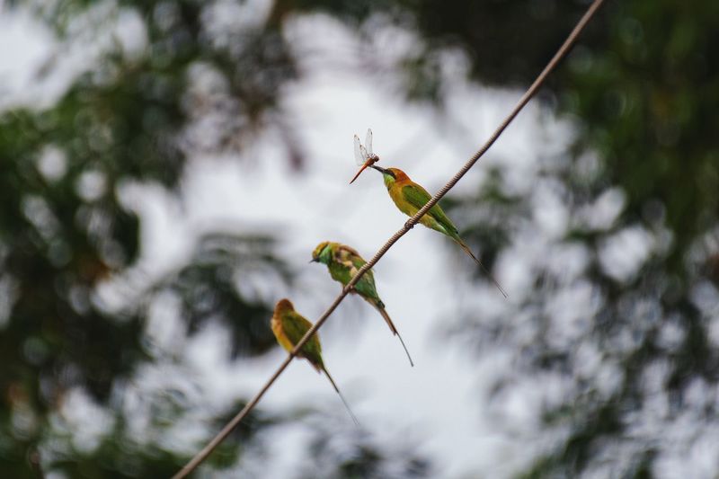 The three bee eaters