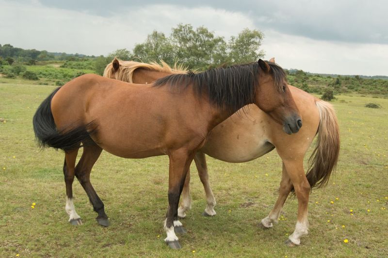 Horses standing on field