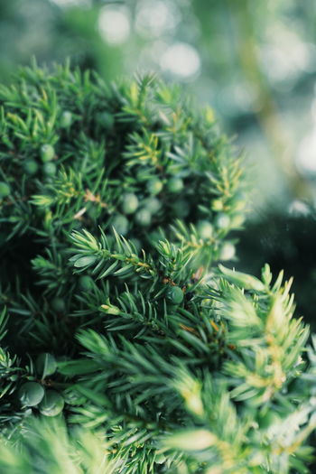 Close-up of juniper berries on tree