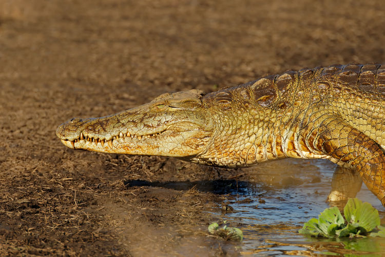 Portrait of a large nile crocodile - crocodylus niloticus, kruger national park, south africa