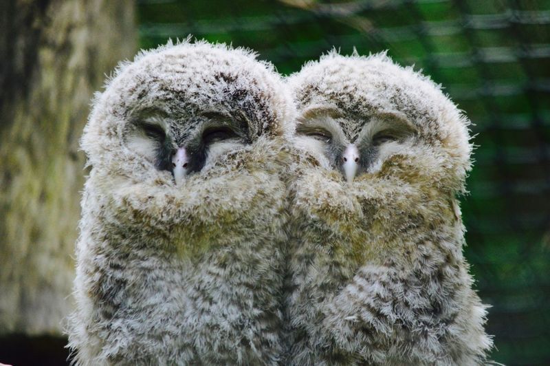 Close-up of owlets at zoo