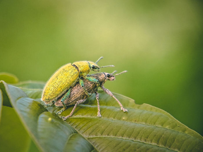 Close-up of insect on leaf