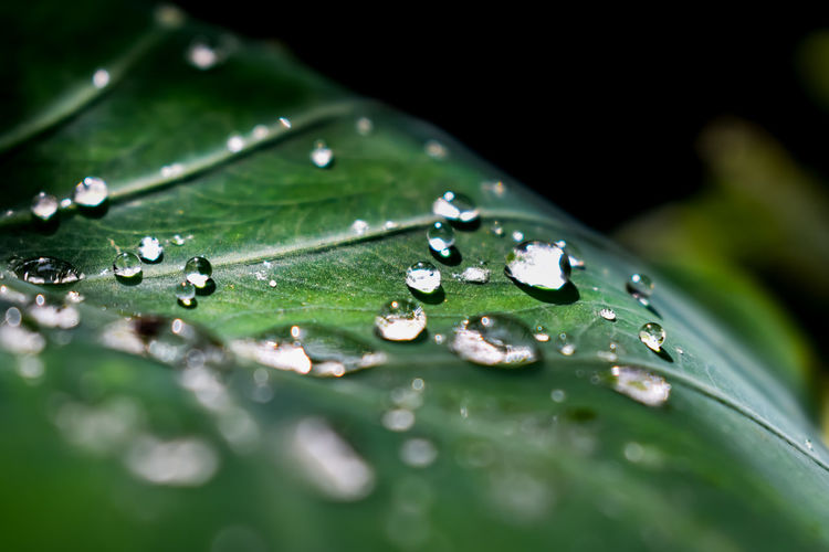 Some rain drops fall on a taro leaves in the morning.
