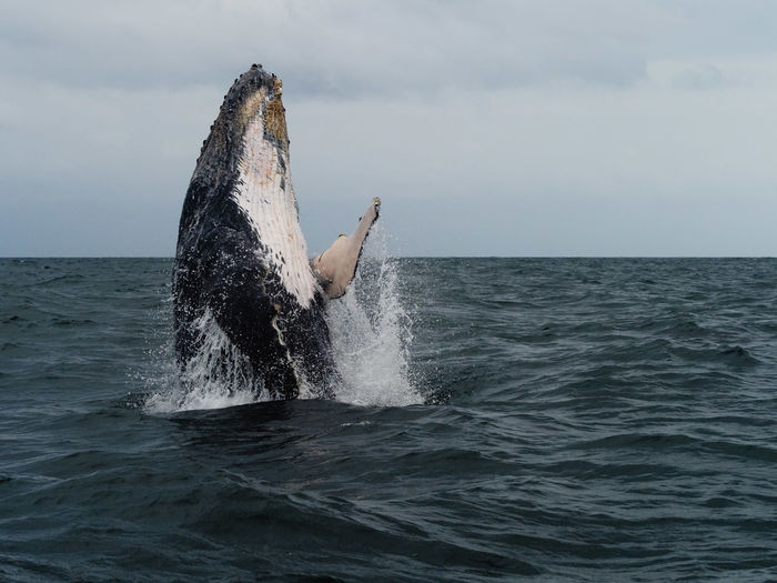Humpback whale in sea against sky