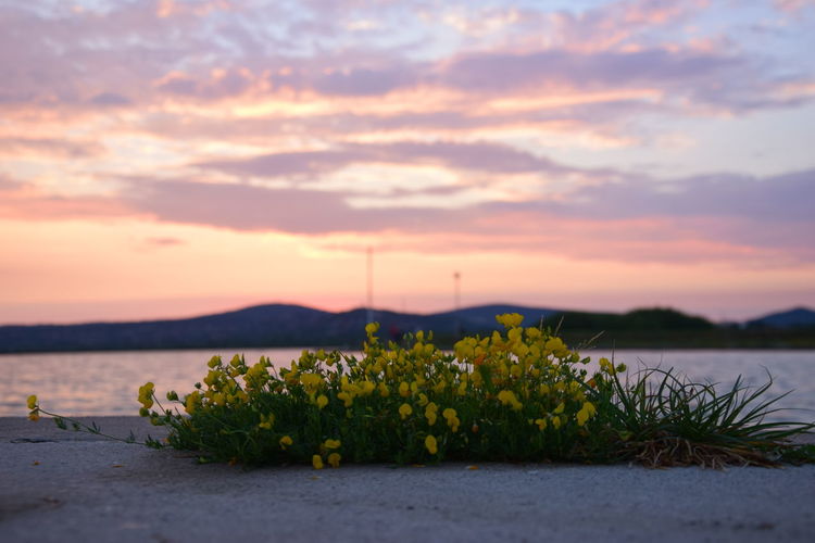 Scenic view of flowering plants against sky during sunset