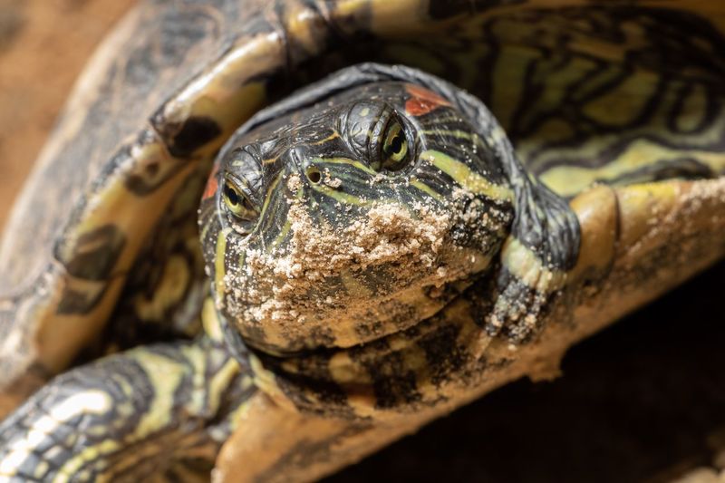Close-up of a turtle