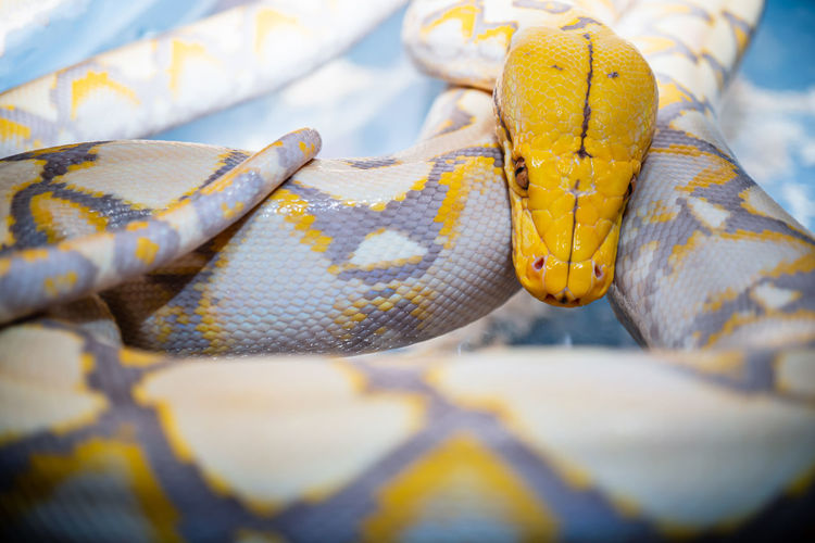 Close-up of large yellow snake., a large snake lying curled-up in a cage in the animal park.