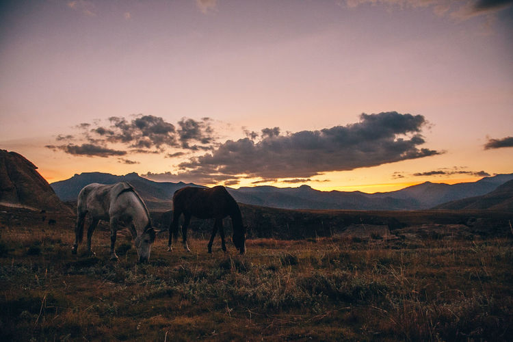 Horses grazing on field during sunset