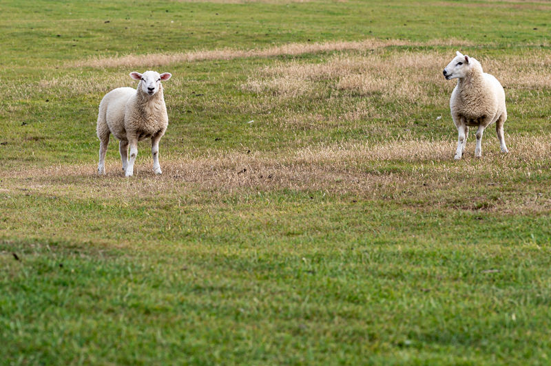 Lambs and adult sheep grazing in a meadow