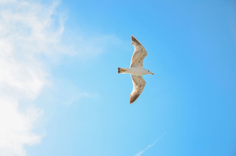 Low angle view of seagull flying in sky