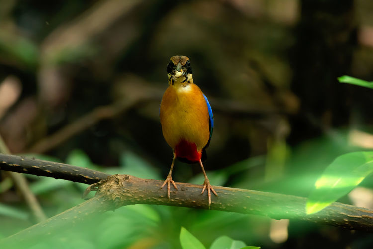 Close-up of bird perching on branch