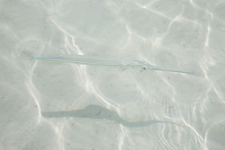 High angle view of fish swimming in sea
