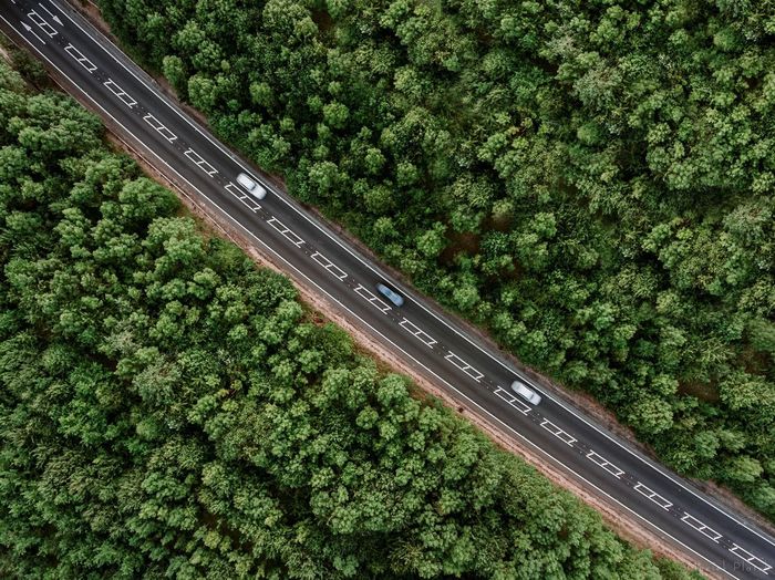 High angle view of road and trees