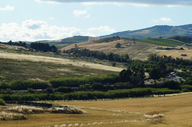 Scenic view of agricultural field against sky
