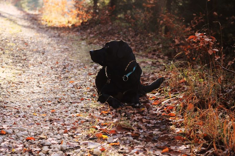 Black dog on dry leaves