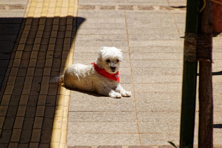 High angle portrait of dog on footpath