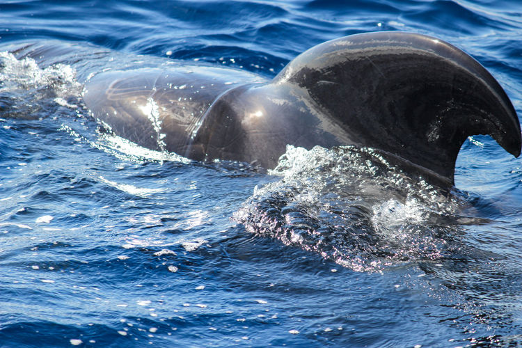 Pilot whales globicephala melas in the atlantic ocean at canary island tenerife