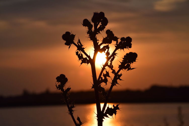 Silhouette plant against romantic sky at sunset