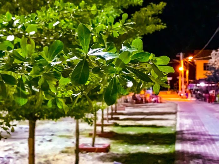 Trees in city against sky at night