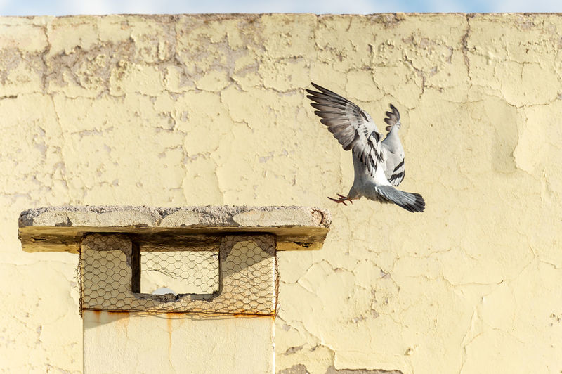 Close-up of pigeon flying against wall