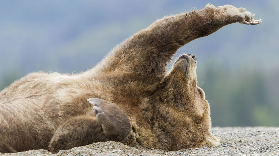 Close-up of grizzly bear relaxing outdoors