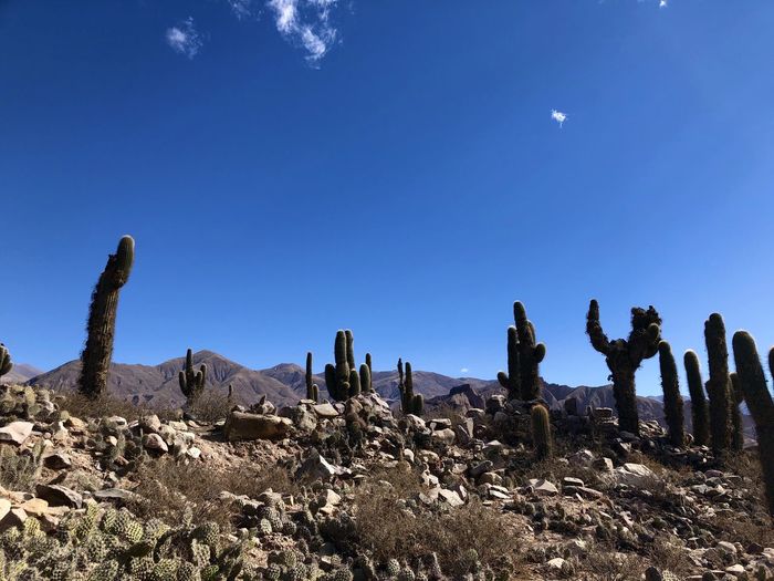 Cactus plants on landscape against blue sky