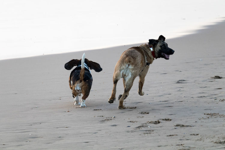 Dogs on sand at beach