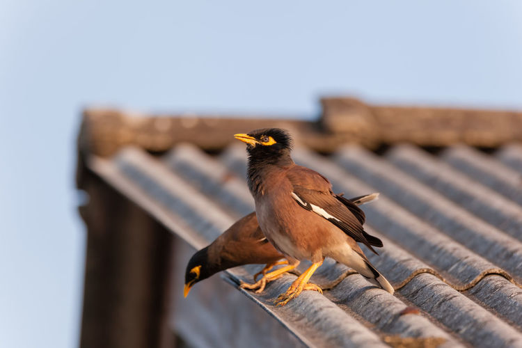Close-up of bird perching on roof against clear sky