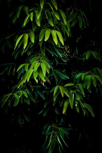 Close-up of fresh green plants