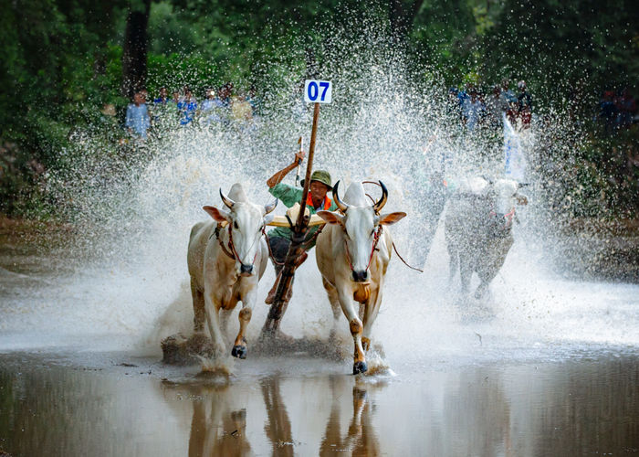 Full length of man with bulls running in pond during race